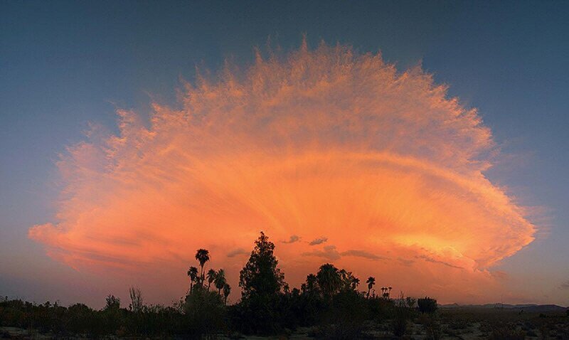 Orange Cloud over Trees