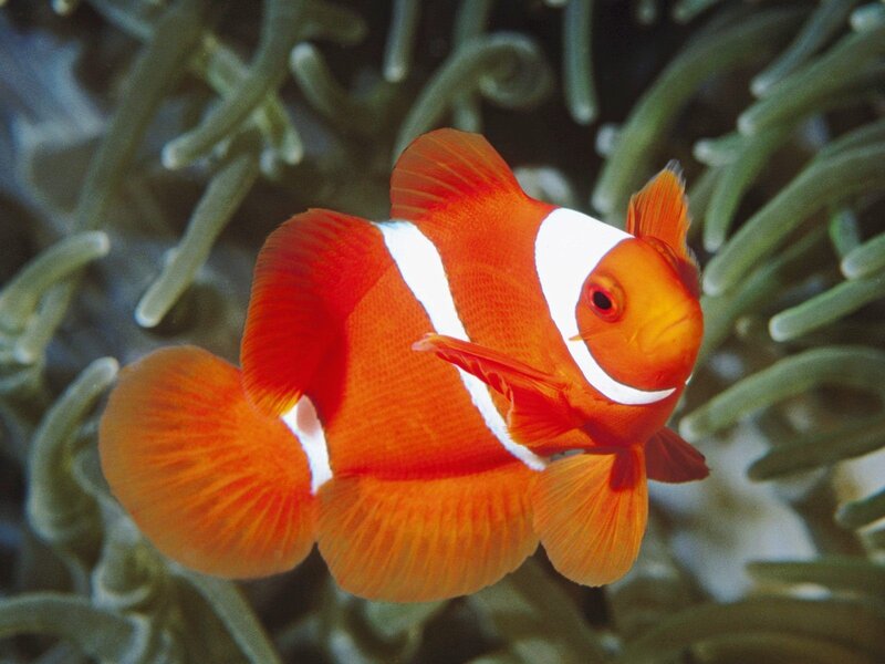 Orange Clownfish — Calm