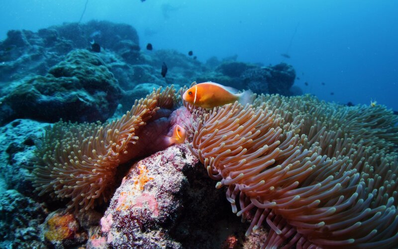 Orange Clownfish in Anemone — Blue