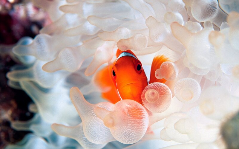 Orange Clownfish in Anemone — Calm, Photograph, Coral