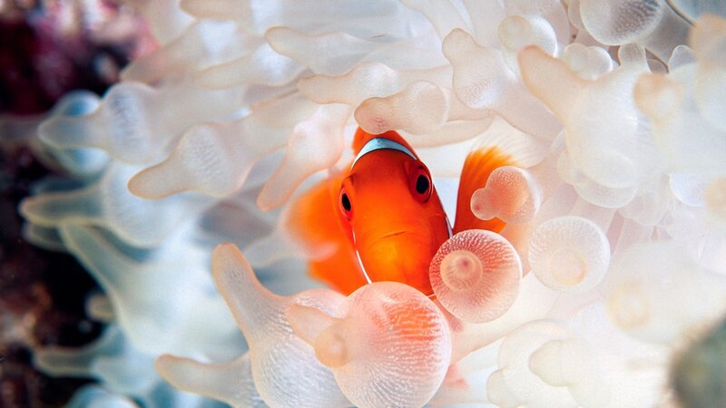 Orange Clownfish in Anemone — Calm, Photograph, Coral, White