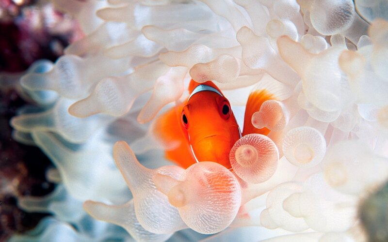 Orange Clownfish in Anemone — Calm, Photograph, Ocean, Coral