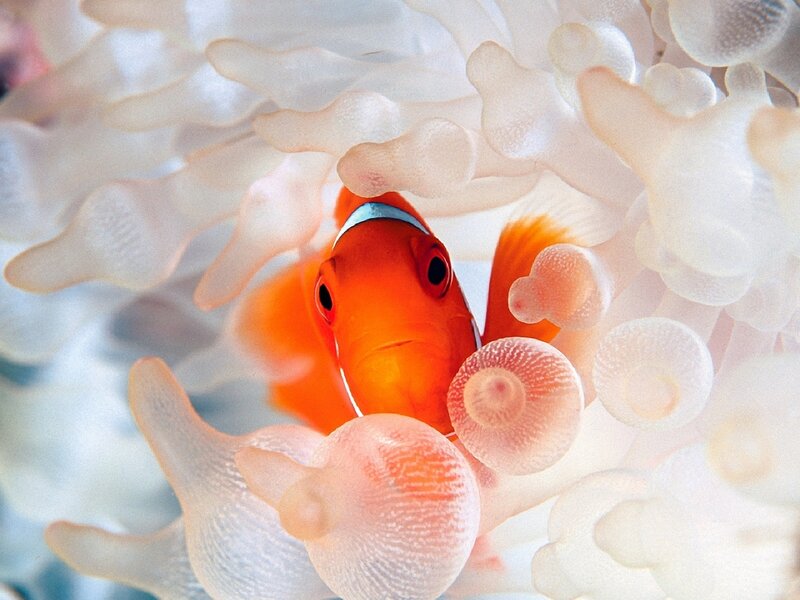Orange Clownfish in Anemone — Calm, Photograph