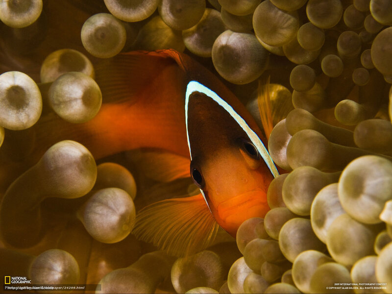 Orange Clownfish in Anemone — Calm