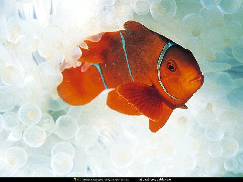 Orange Clownfish in Anemone — Photograph