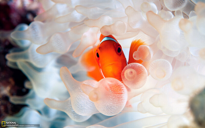 Orange Clownfish in Anemone — Serene, Photograph
