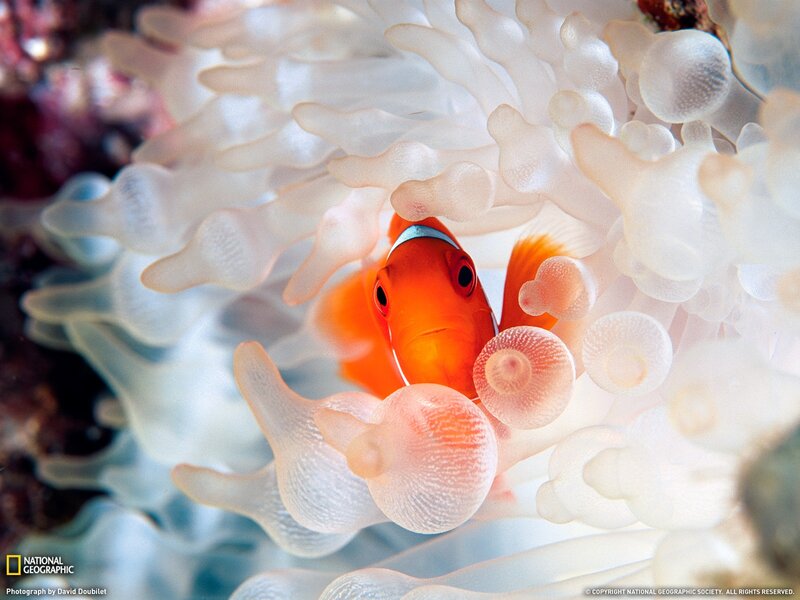 Orange Clownfish in Anemone — Serene