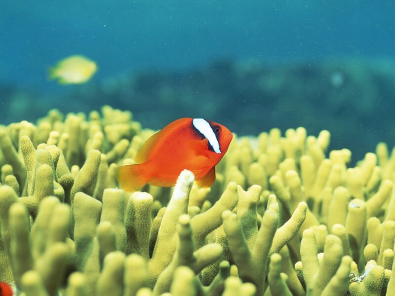 Orange Clownfish in Coral
