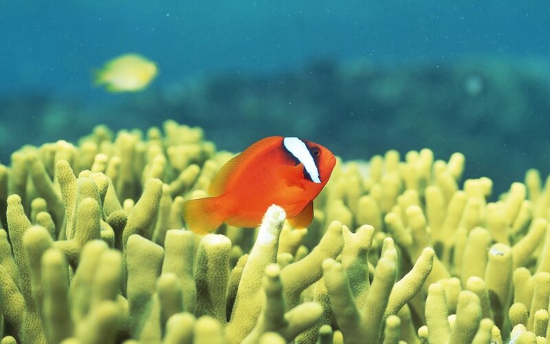 Orange Clownfish on Coral