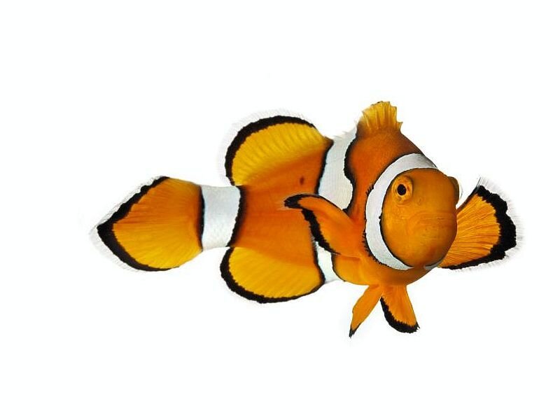 Orange Clownfish