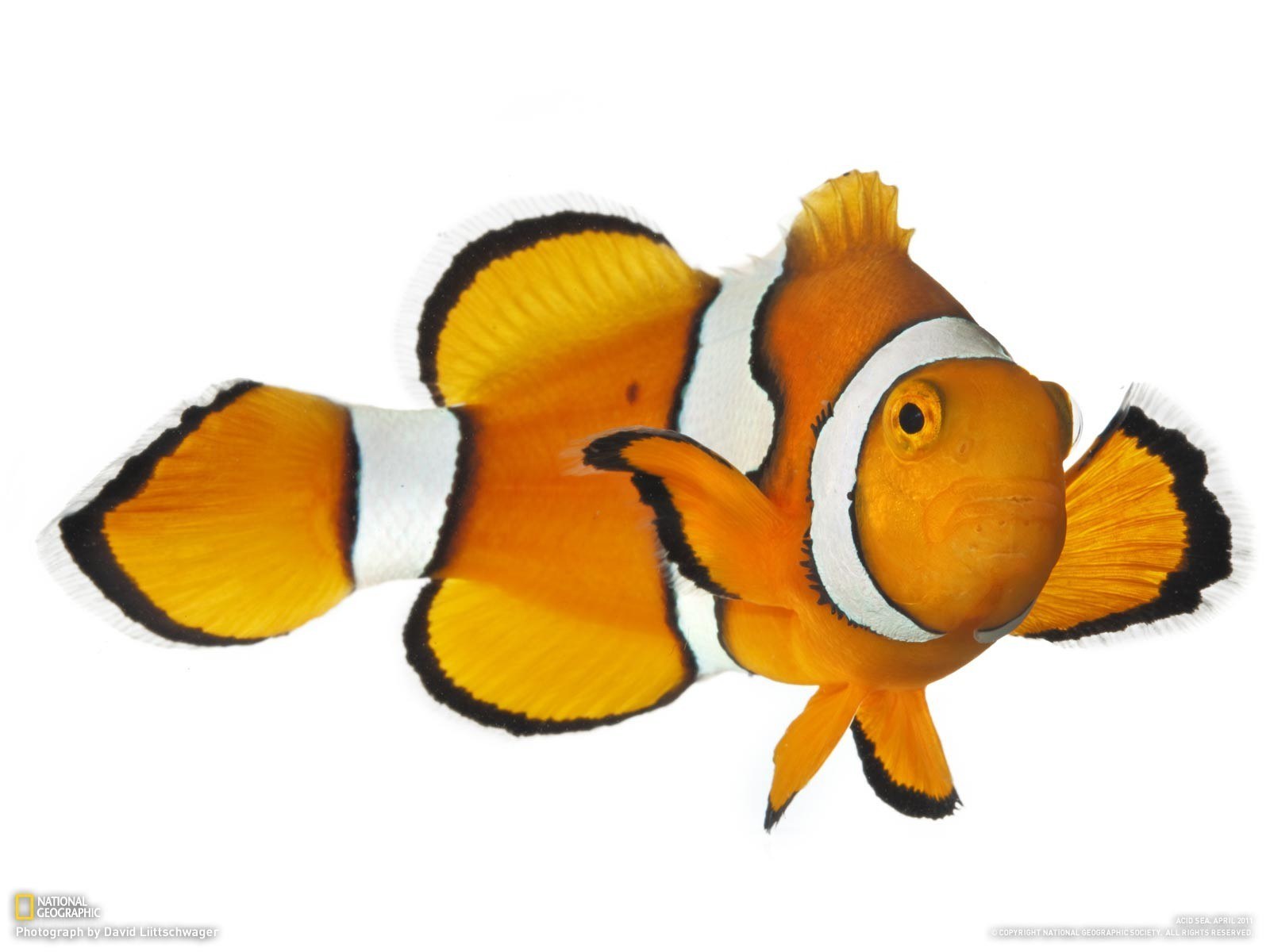 orange clownfish with white stripes