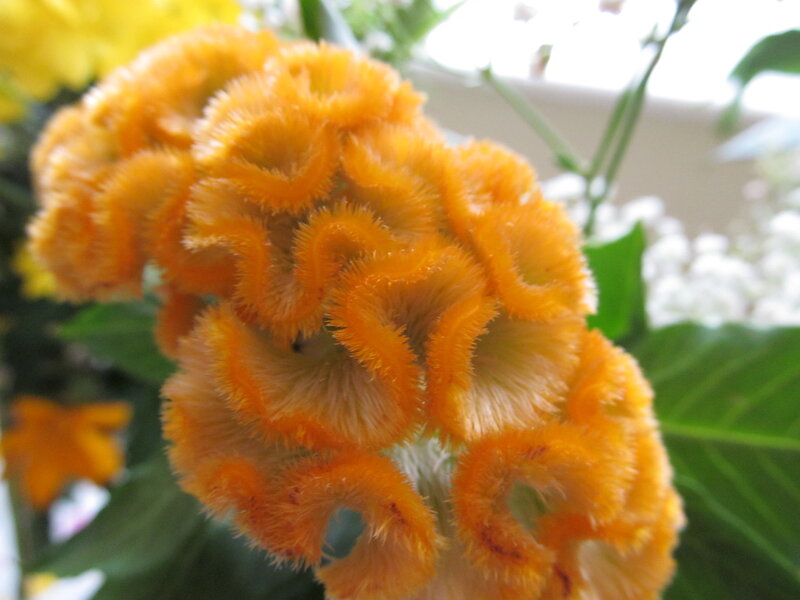 Orange Cockscomb Flower