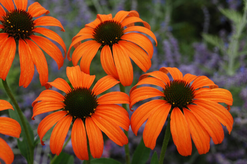 Orange Coneflower Blooms — Calm