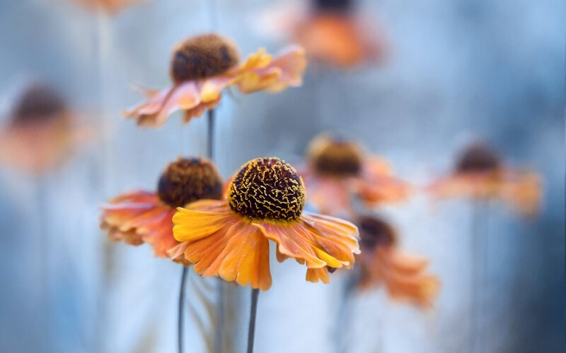 Orange Coneflower Blooms