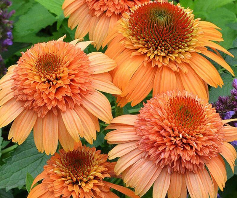Orange Coneflower Blooms — Vibrant