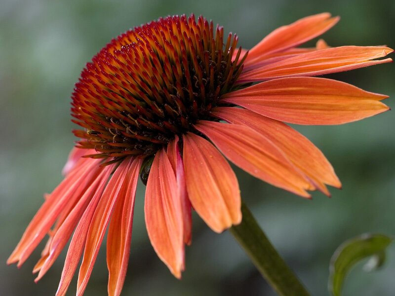 Orange Coneflower — Calm