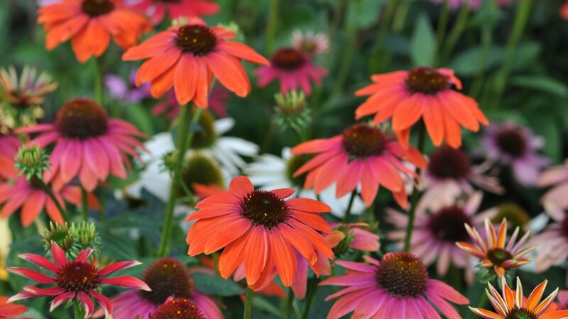 Orange Coneflower Garden — Natural