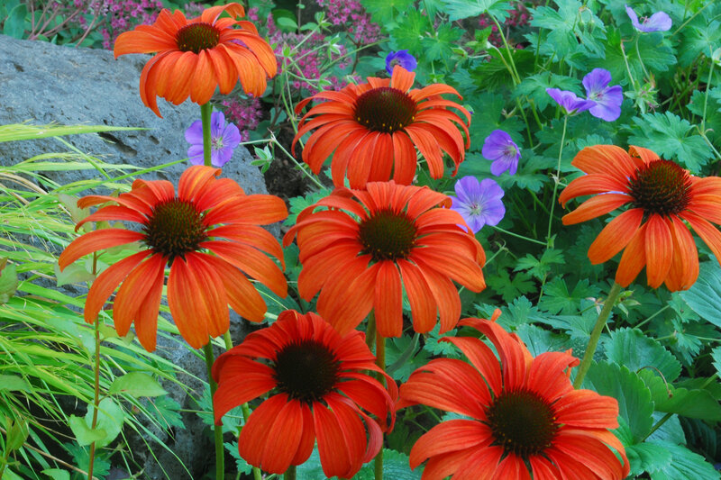 Orange Coneflower Garden