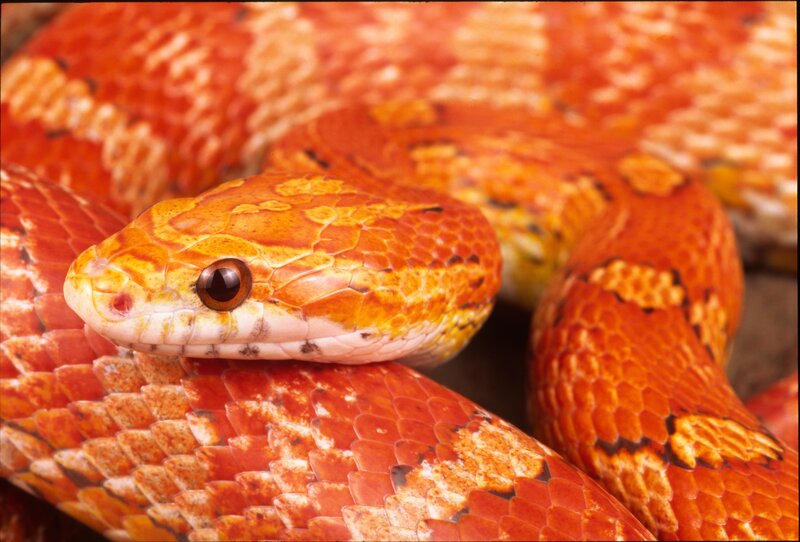 Orange Corn Snake