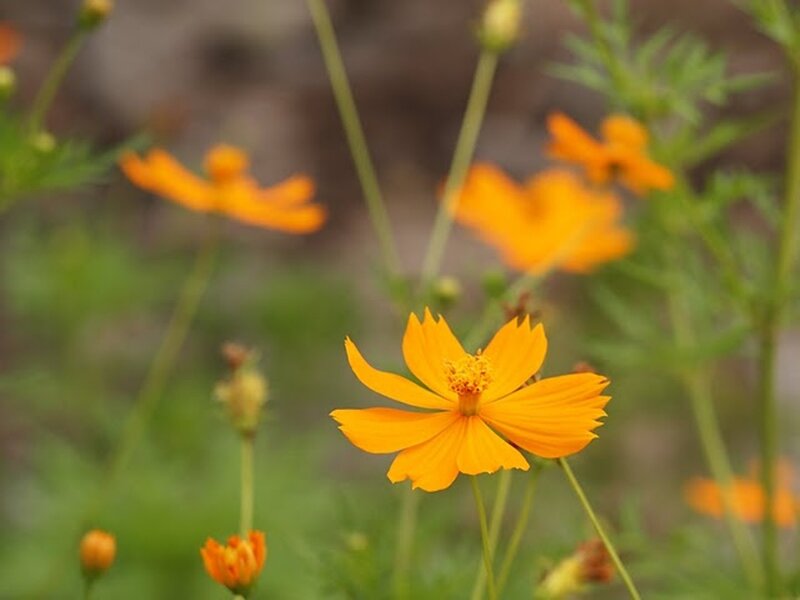Orange Cosmos Flower — Calm