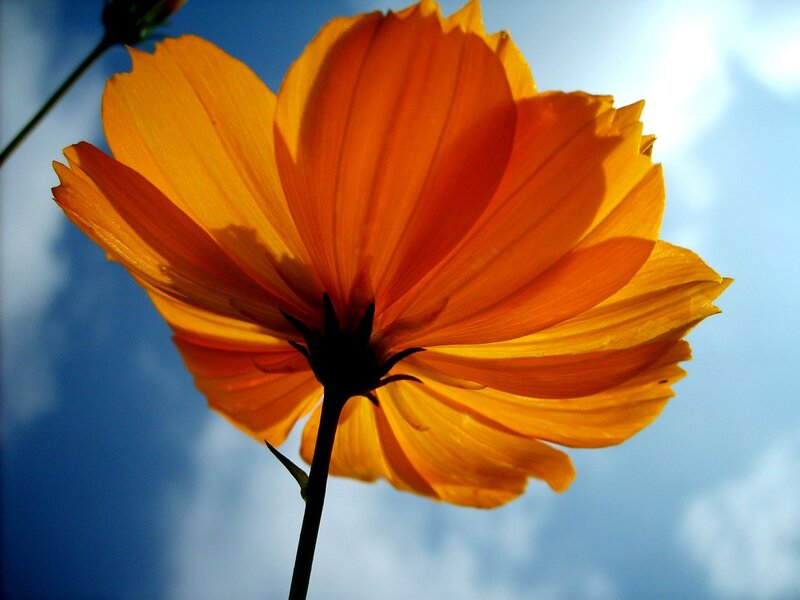 Orange Cosmos Flower — Dramatic, Afternoon, Photograph