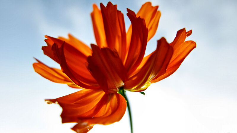 Orange Cosmos Flower — Dramatic, Afternoon