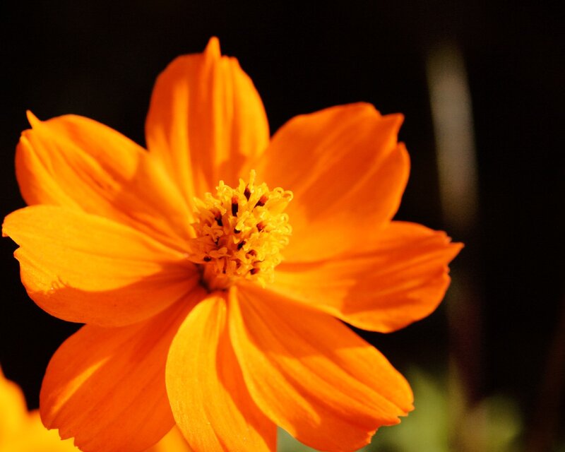 Orange Cosmos Flower — Dramatic