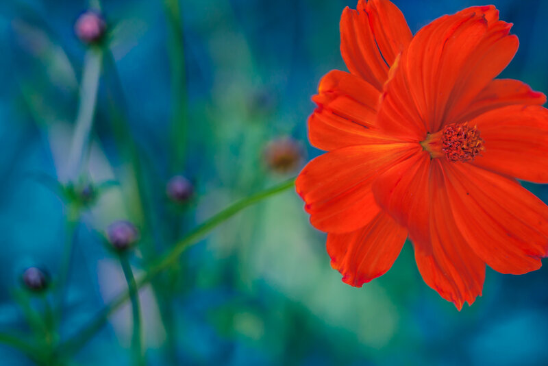Orange Cosmos Flower — Red