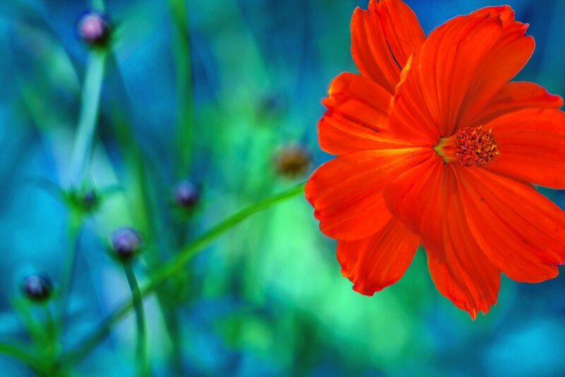 Orange Cosmos Flower — Red, Vibrant