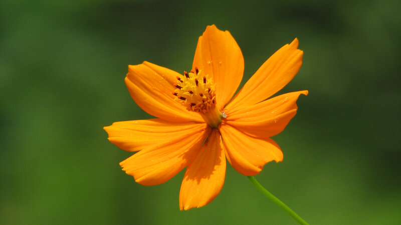 Orange Cosmos Flower — Serene, Afternoon