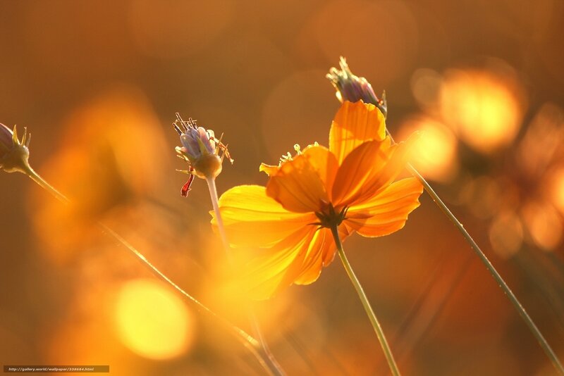 Orange Cosmos Flower — Serene, Sunset, Photograph