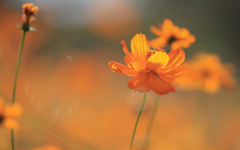 Orange Cosmos Flower — Serene, Sunset