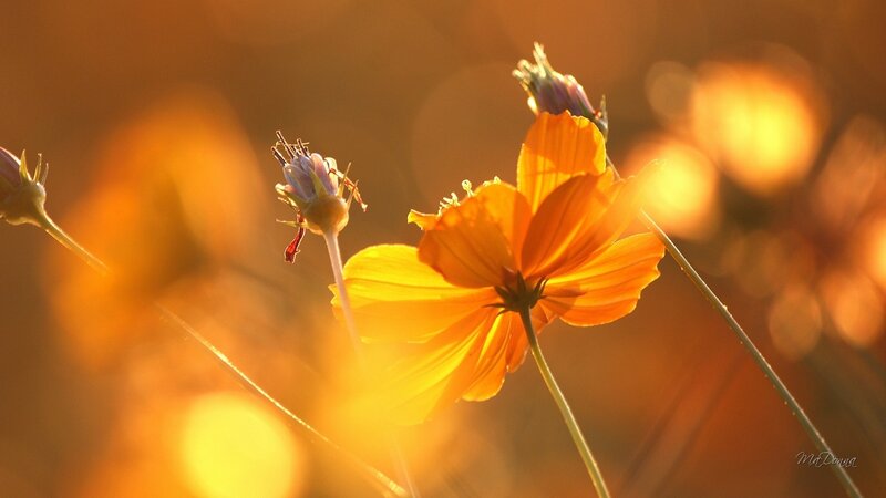 Orange Cosmos Flower — Warm