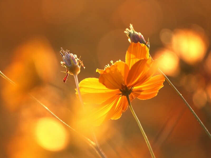 Orange Cosmos Flower — Yellow