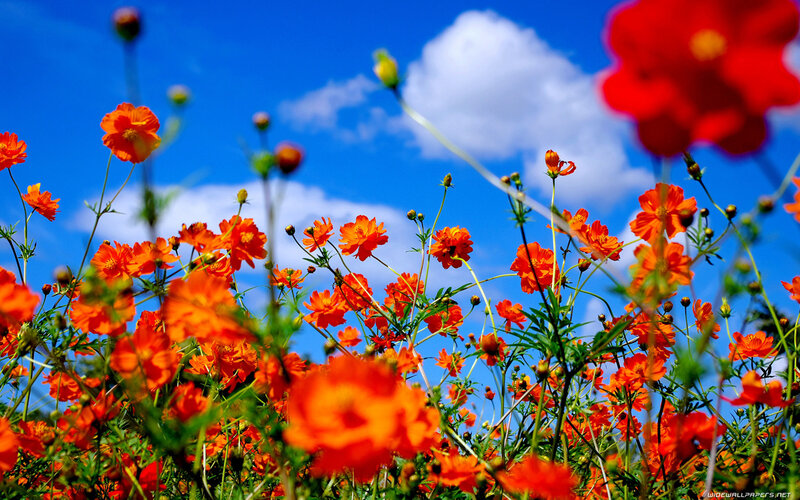 Orange Cosmos Flowers — Blue, Bright, Afternoon