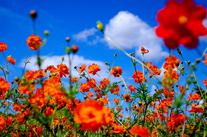 Orange Cosmos Flowers — Blue, Bright
