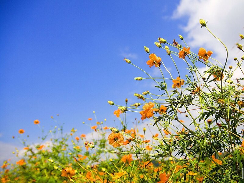 Orange Cosmos Flowers — Blue, Serene