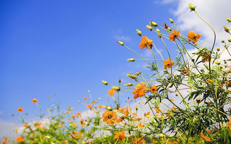 Orange Cosmos Flowers — Blue