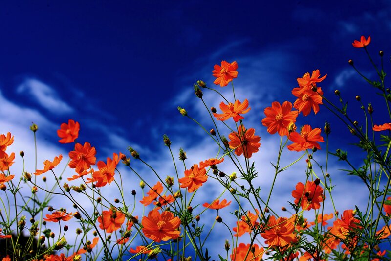 Orange Cosmos Flowers — Blue, Vibrant