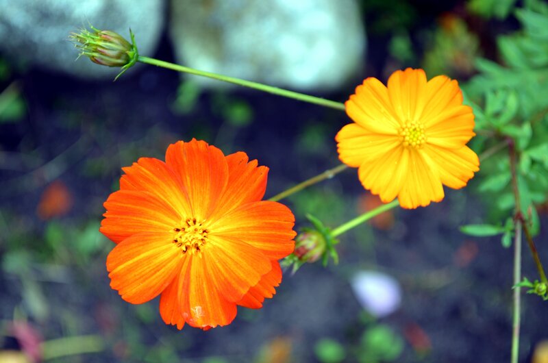Orange Cosmos Flowers — Calm, Afternoon
