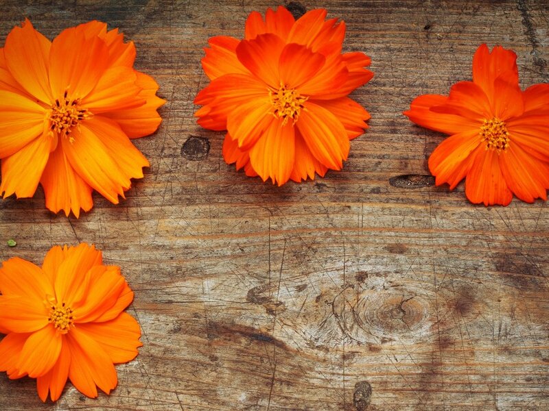 Orange Cosmos Flowers — Calm, Photograph