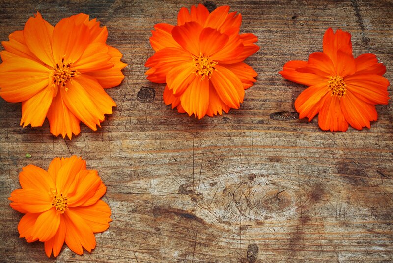 Orange Cosmos Flowers — Calm