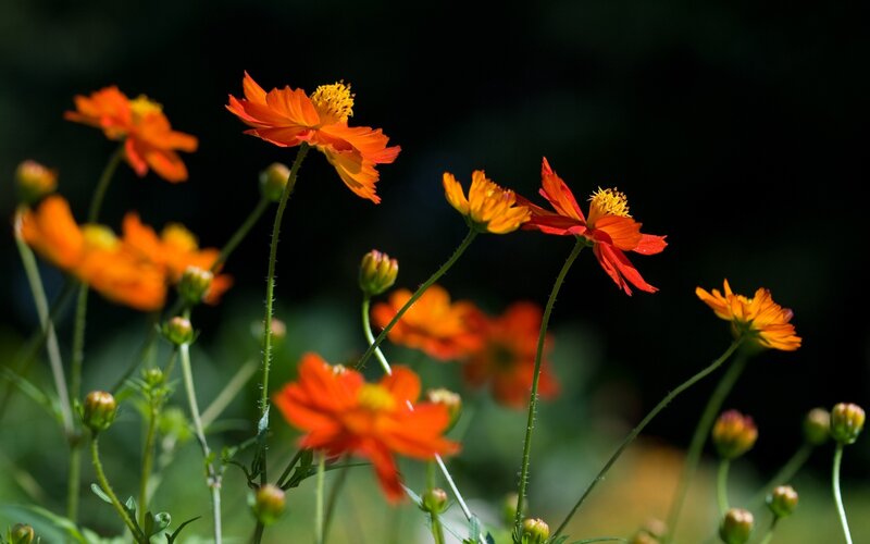 Orange Cosmos Flowers — Dramatic