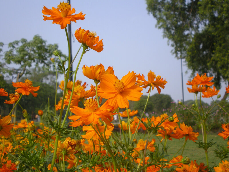 Orange cosmos flowers in a park