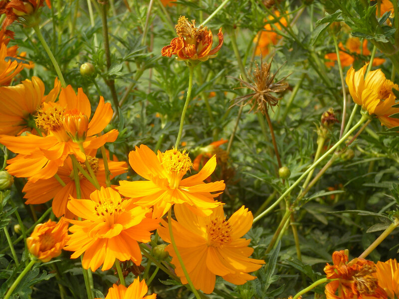 Orange cosmos flowers in garden