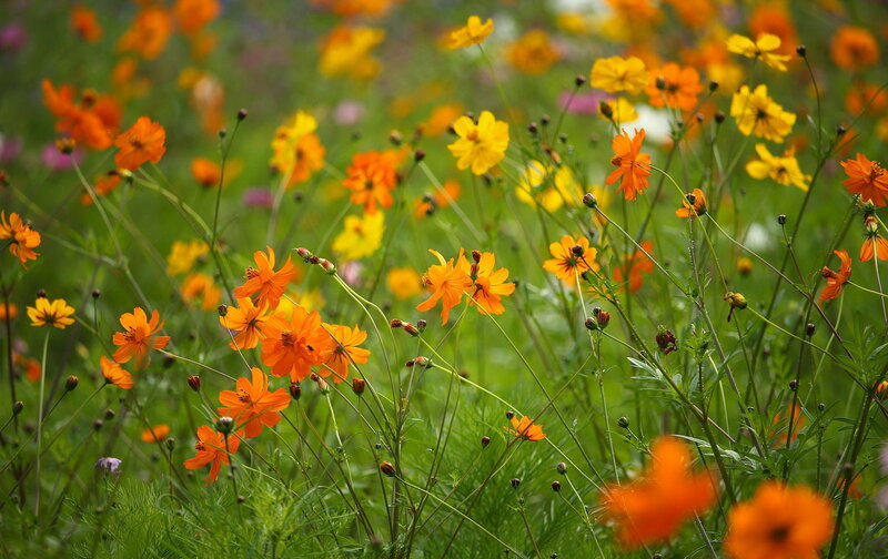 Orange Cosmos Flowers — Serene, Afternoon, Photograph, Green Stems