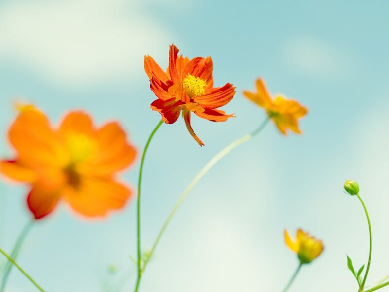 Orange Cosmos Flowers — Serene, Afternoon, Photograph, Sky, Buds, Stems