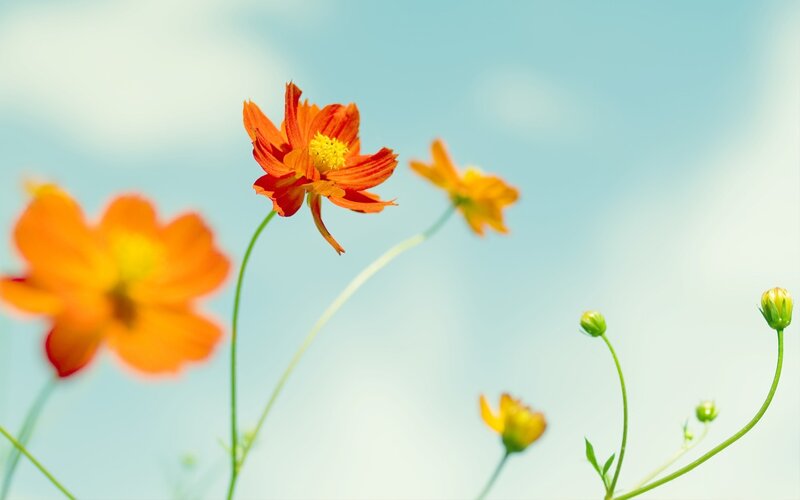 Orange Cosmos Flowers — Serene, Afternoon, Photograph, Sky, Buds