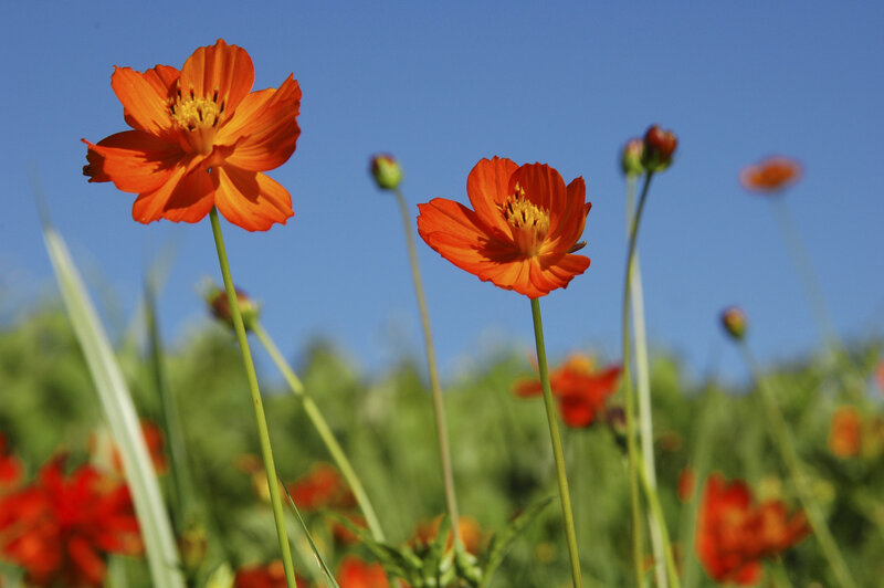 Orange Cosmos Flowers — Serene, Afternoon
