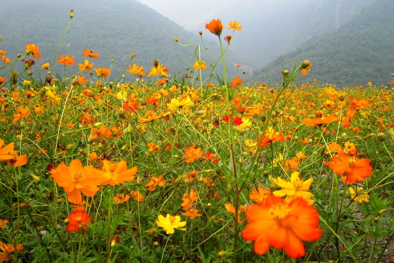 Orange Cosmos Flowers — Serene, Morning